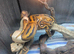 Pied Royal Pythons at Birmingham Reptiles