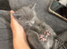 2 grey boys