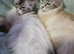 LynOnly 2 female Ragdoll X kittens 11 weeks old ready to leave!