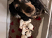 Cocker spaniel puppies ready I'm 2 weeks