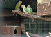Conures