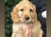 Cockapoo puppies