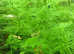 Myriophyllum matogrossense Green. Fast free delivery within mainland UK.
