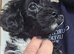 Cavapoo puppies f1 tiny miniature full dna clear