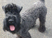 Kerry blue terrier for stud