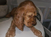 Show cocker spaniel