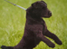 TOP QUALITY FELL TERRIER PUPS