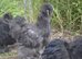 Beautiful Young Silkie Cockerels