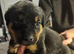 Rottweiler pups