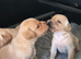 Beautifully bred Labrador puppies