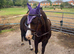 !12hh family/show pony!