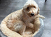 Cockapoo (2 girls, 1 boy)