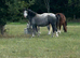 ️Deposit Taken️5year old Welsh A mare and colt foal.