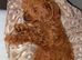 Female cockapoo