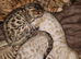 Snow and brown bengal kittens