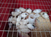 Japanese quail