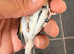 2025 goldfinch hen