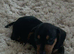 Dashhound