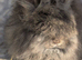 Angora boys