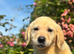 Goldador Puppies Ready Now
