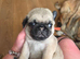Male pug puppy