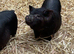 Kune Kune Girls Ready To Leave 4th September at 9 weeks old :)