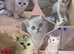 Pedigree Silver / Golden British Shorthair Kittens