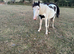 Paintbox Colt