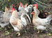 CREAMLEGBAR  AND SALMON FAVEROLLE CHICKS