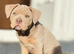 Female American pocket bully