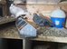 Pigeons for sale