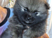 1 gorgeous pomeranian pup 7wks old