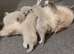 5 beautiful ragdoll kittens/Only 2 left /Big Offer