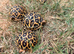 Indian star tortoises