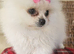 Only 1 now Beautiful pomeranian puppies