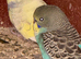 10 Baby Budgies