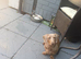Male dachshund Isabella & tan
