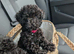 Asian toy poodle girls available