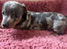 Miniature dachshund