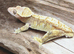Various reptiles and enclosures