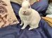 Female Netherland dwarf