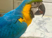Tame blue and gold macaw