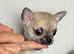 ️long and smooth coat chihuahuas ️