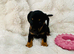 miniature dachshunds+French bulldog