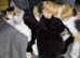 2 black kittens. Male and female