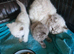 British short haired cross kittens for sale