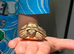 Sulcata babies