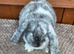 FRENCH LOP BABIES - READY FOR THEIR FOREVER HOMES