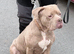 Cane corso cross American bulldog