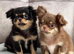 2 beautiful apple head chihuahau boys